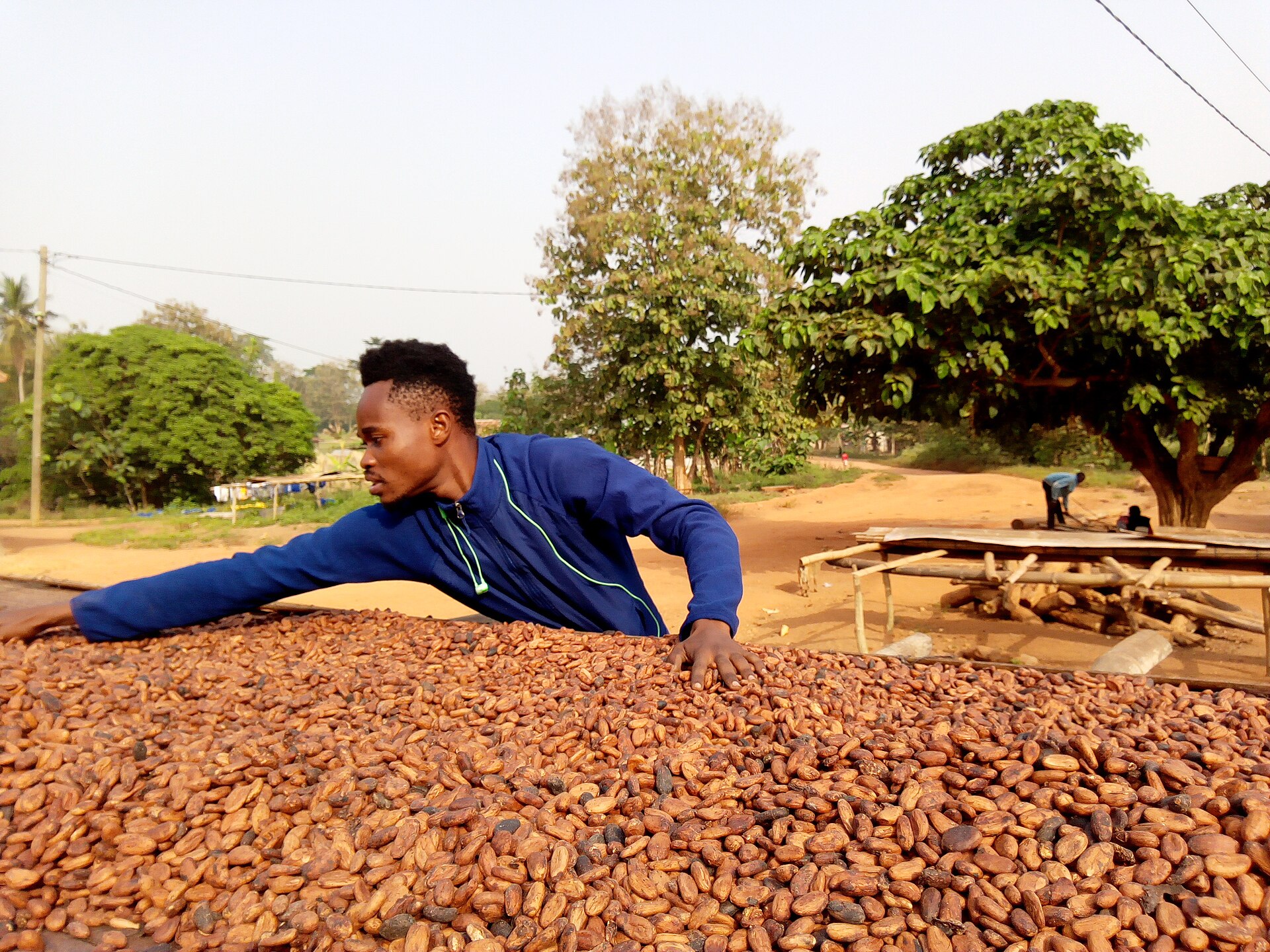 COCOBOD sets 2026/27 cocoa producer price at GH¢42,400 a tonne under new pricing law