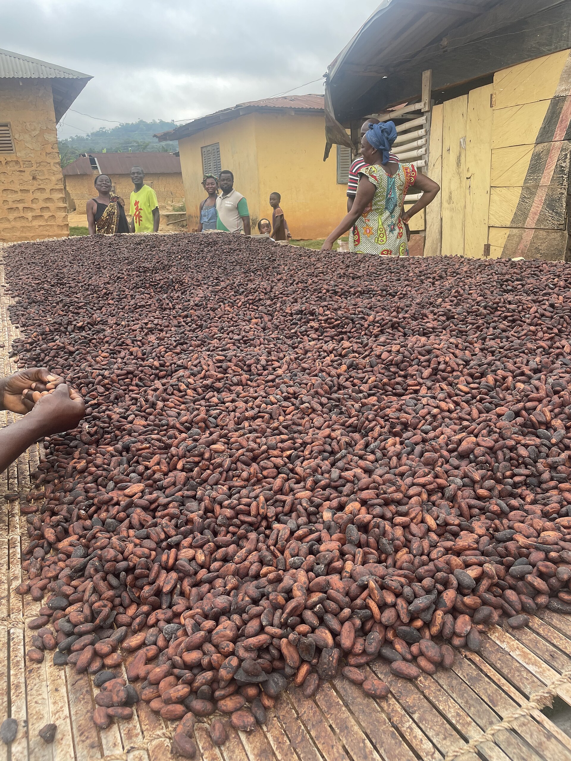 Ghana Cocoa Board Act, 2026 becomes law with 50% local processing rule and protected farm status